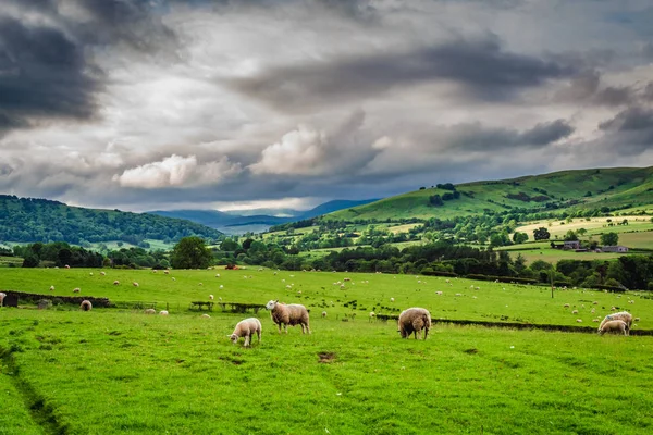 Πρόβατα που βόσκουν σε βοσκοτόπους στο District Lake, Αγγλία, Ευρώπη — Φωτογραφία Αρχείου
