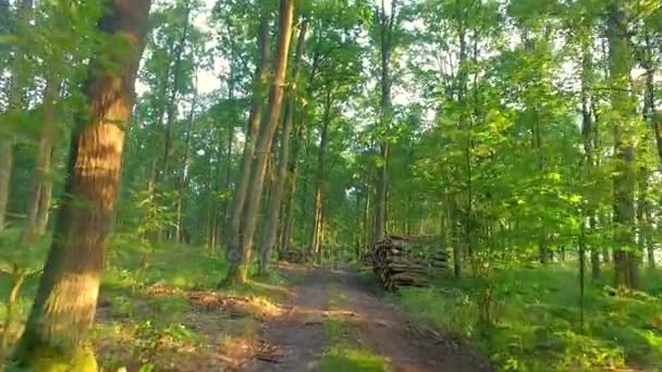 Ηλιόλουστο πράσινο δάσος στην Ευρώπη το καλοκαίρι, Πολωνία, — Αρχείο Βίντεο