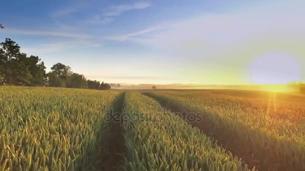여름, 폴란드, 유럽에에서 곡물 필드 아름 다운 일출 — 비디오