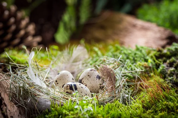 Primer plano de los pequeños huevos de Pascua en el bosque al amanecer — Foto de Stock
