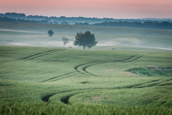 Dawn at foggy green field in summer, Europe — Stock Photo, Image