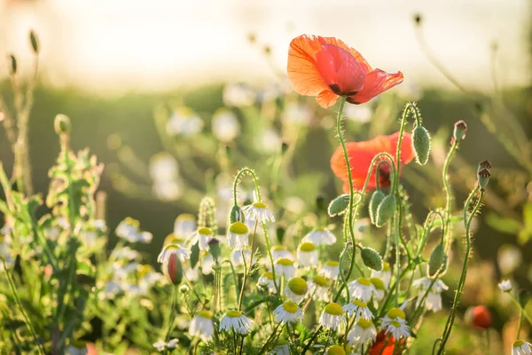 Röd vallmofrö i fältet vid solnedgången, Europa — Stockfoto