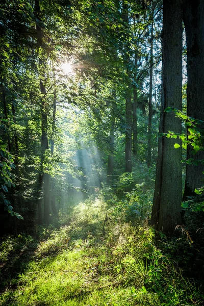 Sunrise in the green forest in summer, Poland — Stock Photo, Image
