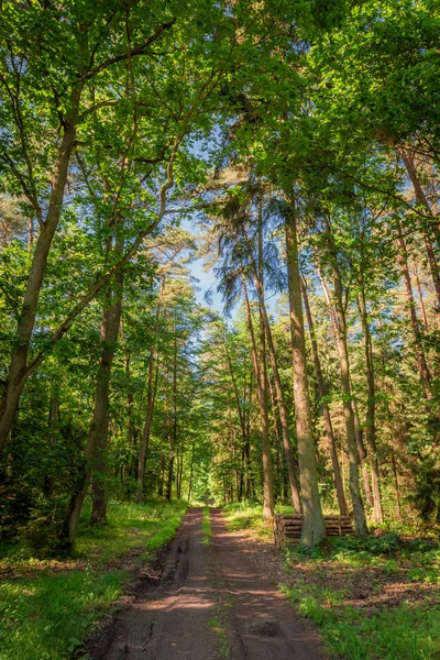 Vacker sommar i gröna skogen i Europa — Stockfoto