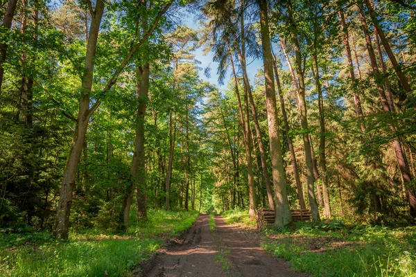 Kleurrijke zomer in het bos in Polen, Europa — Stockfoto