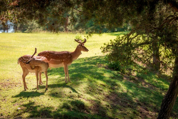 Deers in forest at sunny day in summer, Poland, Europe — Stock Photo, Image