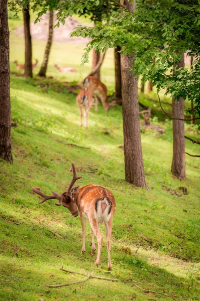 Deers in sunny forest in summer, Poland, Europe — Stock Photo, Image