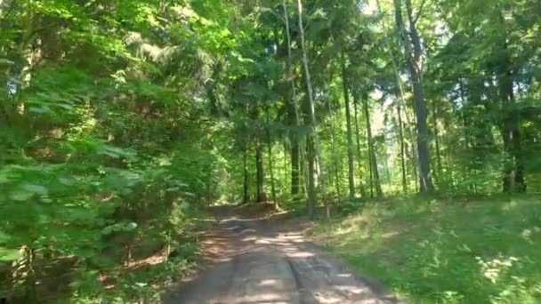 Floresta de primavera árvores verdes cheias no dia ensolarado, Polônia, Europa — Vídeo de Stock