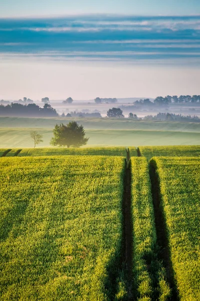 Nascer do sol deslumbrante no campo verde nebuloso no verão, Europa — Fotografia de Stock