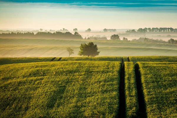 Incroyable lever de soleil au champ vert brumeux en été, Pologne — Photo