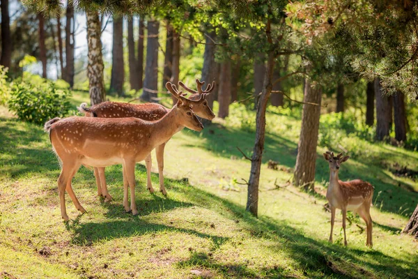 Maravillosos ciervos en el bosque en verano soleado, Europa —  Fotos de Stock
