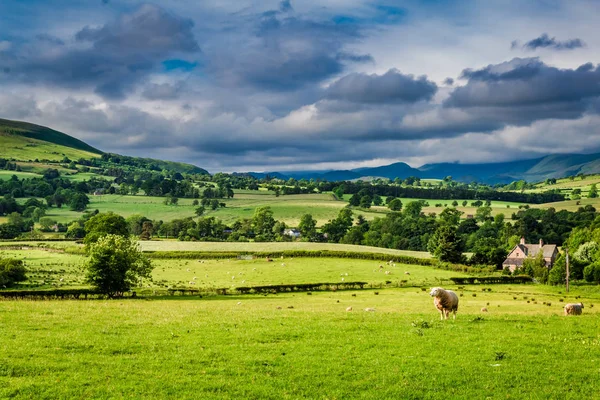 Schapen grazen op de groene weide in Lake District, England — Stockfoto