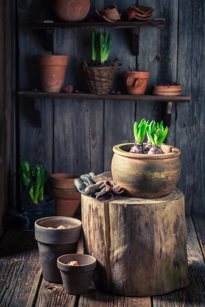 Små gröna växter i den rustika trästugor — Stockfoto