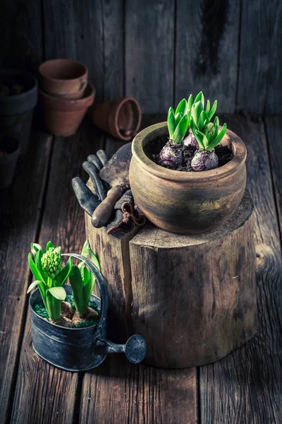 Crocus verde crescido pequeno em potes de barro velhos — Fotografia de Stock