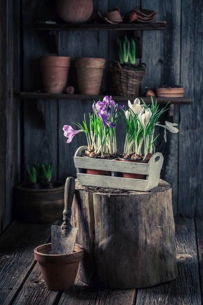 Replantar flores de primavera en una vieja caja de madera — Foto de Stock