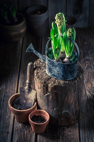 Replantar flores verdes de primavera en ollas de arcilla viejas — Foto de Stock
