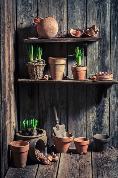 Wooden shed with old clay pots and gardening tools — Stock Photo, Image