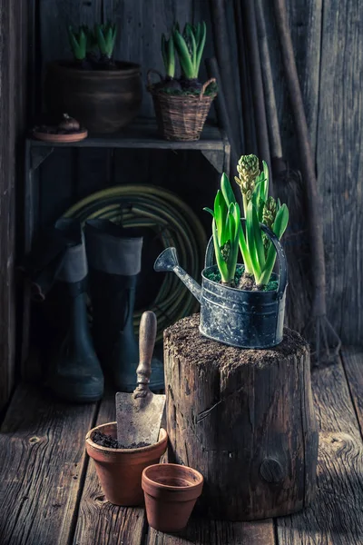 Crocus verde pequeno e potes de barro velhos — Fotografia de Stock