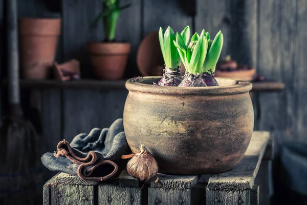 Flores jóvenes de primavera con ollas viejas de arcilla en cobertizo de madera — Foto de Stock