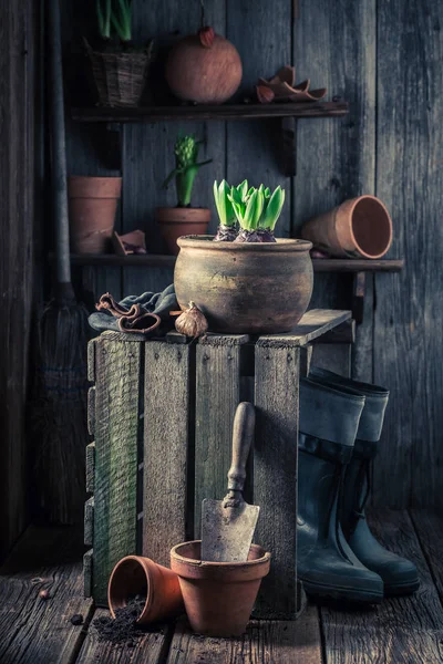 Spring and young flowers in wooden shed with gardening tools — Stock Photo, Image