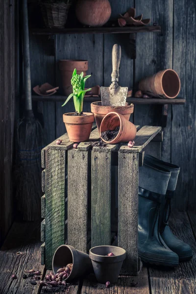 Spring flowers and red pots in wooden shed — Stock Photo, Image