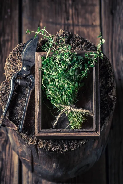 Fechar de tomilho com tesoura poda jardim velho — Fotografia de Stock