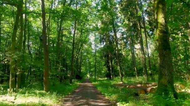 Caminhando no meio da floresta verde na Polônia, Europa — Vídeo de Stock