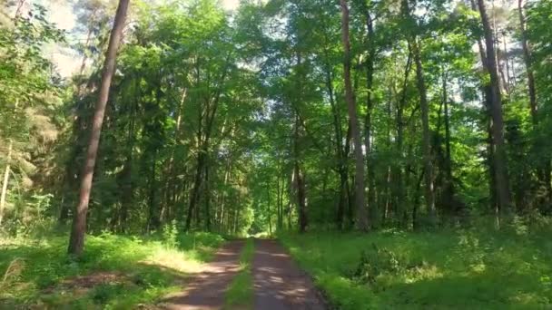 Tavaszi erdő és a zöld fák, a napsütésben, Lengyelország, Európa — Stock videók