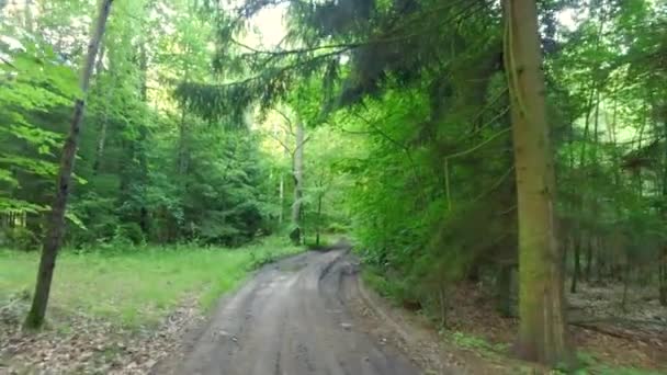 Floresta verde ensolarada no verão, Polônia, Europa — Vídeo de Stock