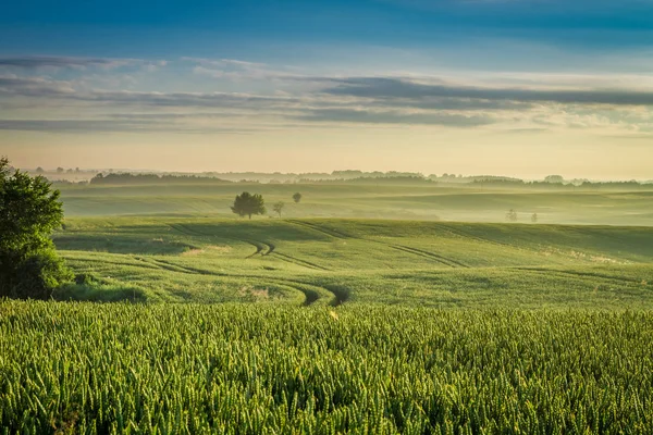 Kalte und ruhige Morgendämmerung auf nebligem Feld im Frühling — Stockfoto