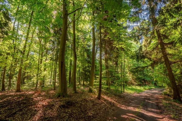 Kleurrijke zomer in het bos bij zonsopgang, Polen — Stockfoto