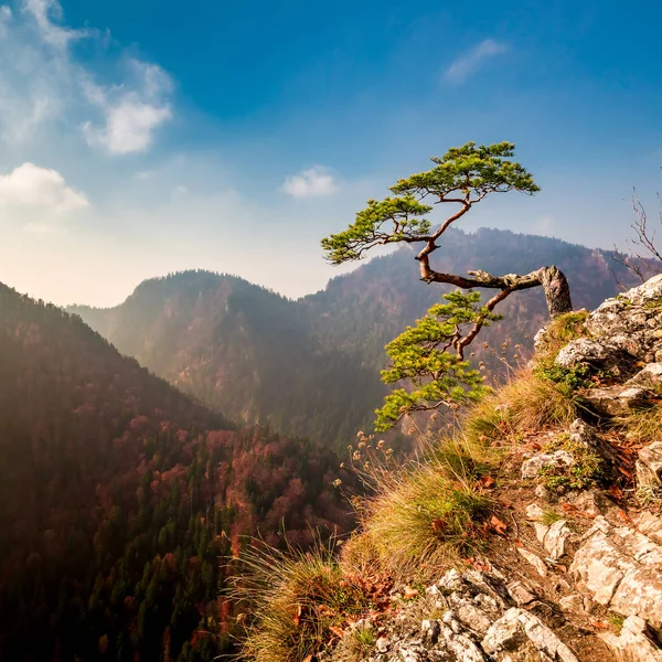 Sokolica pico em Pieniny montanhas no outono, Polônia — Fotografia de Stock