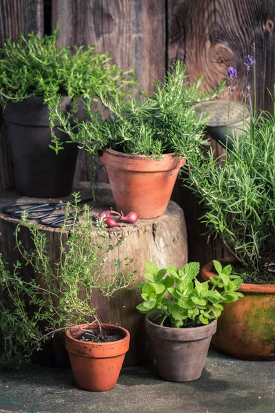 Verse en groene kruiden in oude tuin — Stockfoto
