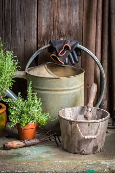 Heimische und aromatische Kräuter im Garten — Stockfoto