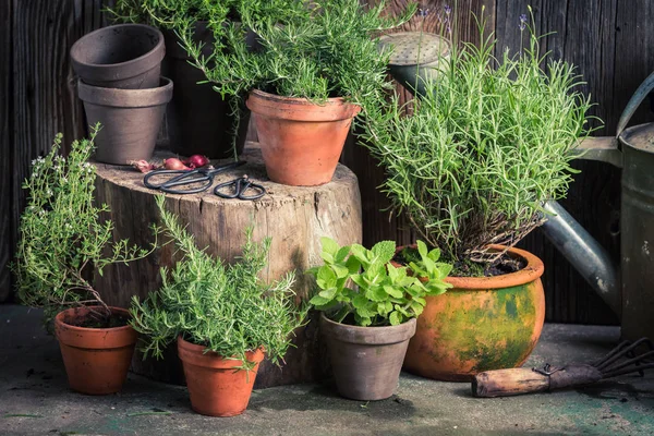 素朴な庭で新鮮な緑ハーブ — ストック写真