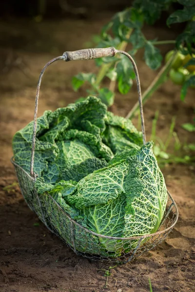 Green cabbage in a basket on dark soil — Stock Photo, Image
