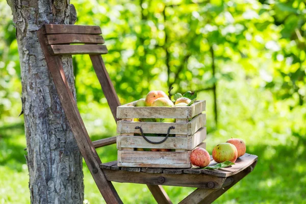 Healthy red apples in wooden box in summer — Stock Photo, Image