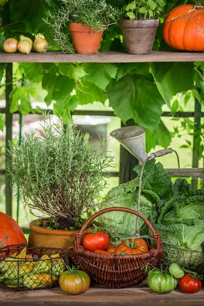 Урожай з різними овочами в сонячний день — стокове фото