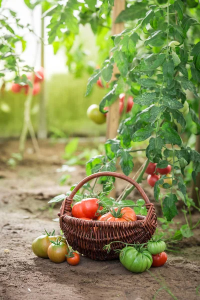 Vários tipos de tomates em pequena estufa de verão — Fotografia de Stock