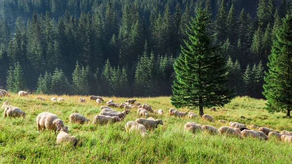 Большое стадо овец в зеленой долине, Татры, Польша — стоковое фото