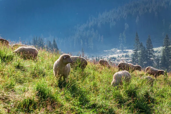 Clouse up of grazing herd of sheep in Tatras, Poland — Stock Photo, Image