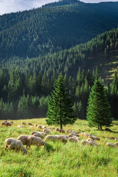 Grazing herd of sheep on green meadow, Tatra Mountains — Stock Photo, Image