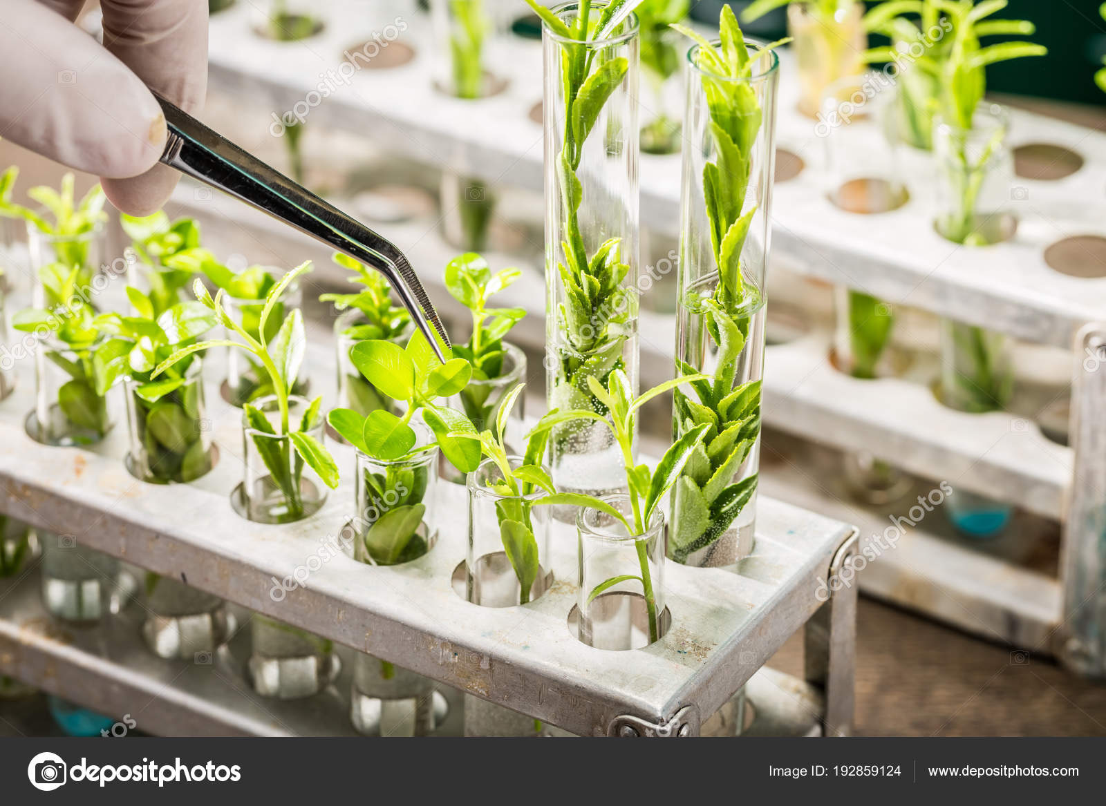 School lab exploring new methods of plant breeding Stock Photo by