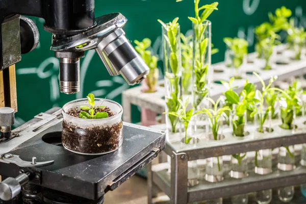 Laboratório escolar durante o estudo cultivo de plantas verdes — Fotografia de Stock