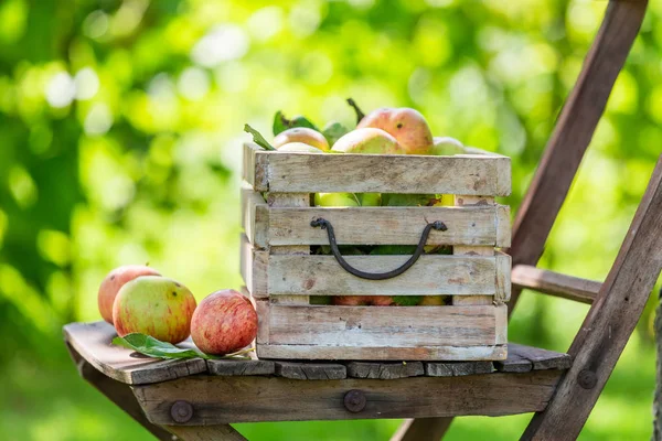 Closeup of red apples in wooden box in sunny day — Stock Photo, Image