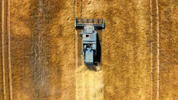 Volando por encima de la cosechadora azul trabajando en el campo en Polonia — Vídeos de Stock