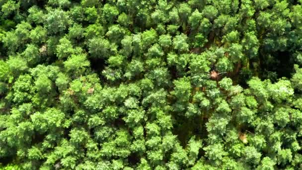 Вид с воздуха на качающиеся деревья на ветру летом — стоковое видео