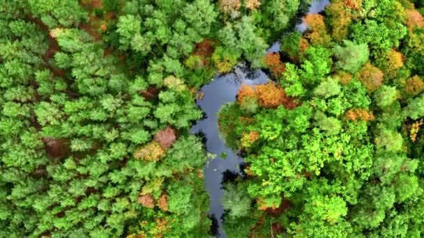 River and green autumn forest in Poland, aerial view — Stock Video