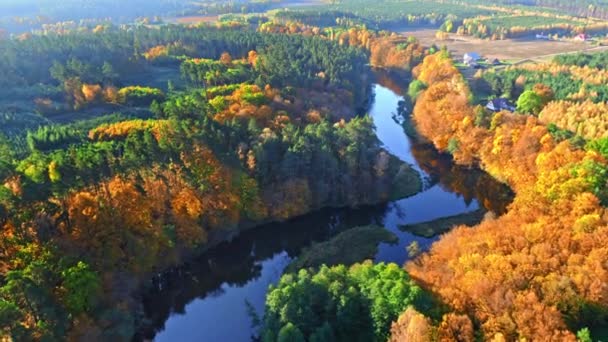 Kleurrijk bos en rivier in de herfst bij zonsopgang, uitzicht vanuit de lucht — Stockvideo