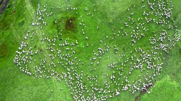 Vista de arriba hacia abajo de pastos de ovejas en colinas verdes, Dolomitas — Vídeo de stock